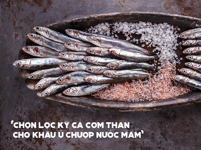 Nước Mắm Tĩn Nhãn Đỏ Độ Đạm 40N Chai Thủy Tinh 500ml - Làng Chài Xưa 13 Cá cơm than thường phân bổ khu vực miền Trung và người dân nơi này gọi là cá cơm than để phân biệt với các loại cá cơm khác mình trắng, nhỏ